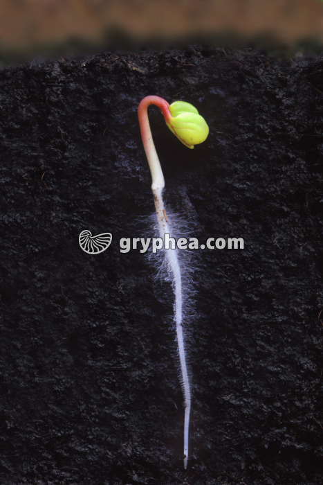 Germination d'une graine de Radis - gryphea.com